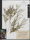 Foto von Salix gordejevii Y. L. Chang & Skvortsov